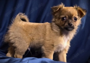 Chihuahua - Welpen ( Langhaar ) Bild 3