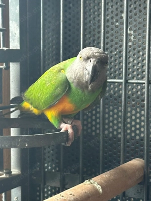 Mohrenkopfpapagei Weibchen, 12 Jahre