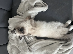 Ragdoll Kitten abzugeben 