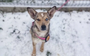 Energiebündel Gemma geht mit dir durch dick und dünn