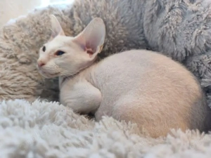 Peterbald weiss erwachsen 