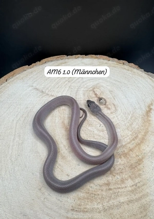 Kornnatter div. morphen