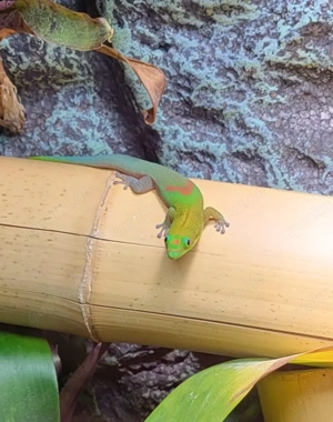 Goldstaubtaggecko adultes Männchen Phelsuma laticauda angularis