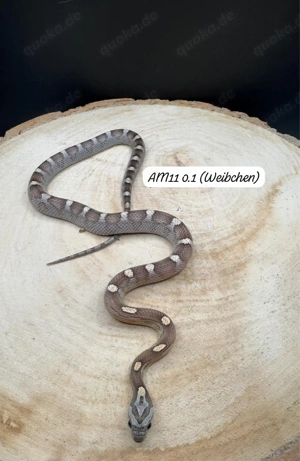 kornnattern div. morphen 