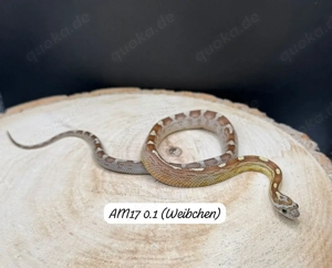 kornnattern div. morphen 