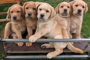 **Labrador Retriever Welpen in gelb  foxred mit Ahnentafel. Tel. o WhatsApp: 01787499770**