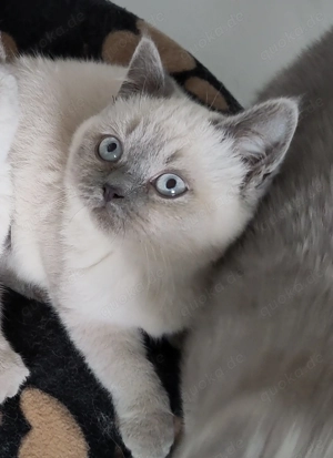 BKH Kitten reinrassig