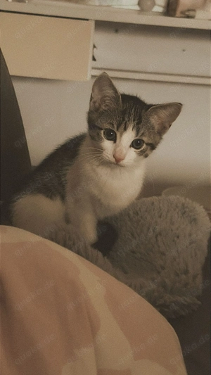 Süße Maus sucht ein zu Hause 