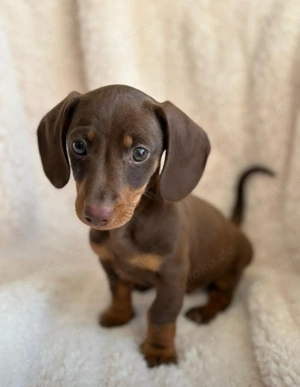 Dackel suchen ein Zuhause 