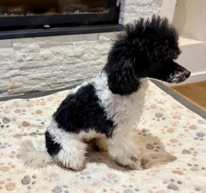 Deckrüde Zwergpudel Harlekin (kein Verkauf!)