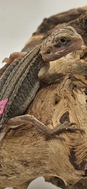 Bartagame pogona vitticeps translucent thunderbolt leatherback weiblich