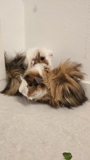 Peruaner Meerschweinchen   2 Monate alt   komplette Ausstattung inklusive