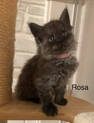 Nur noch 3 Maine Coon Kitten