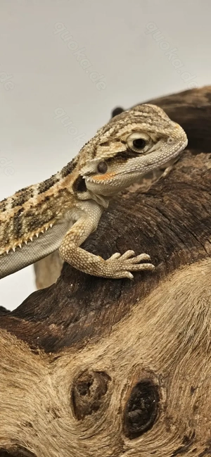Bartagame pogona vitticeps Genetik stripe weiblich