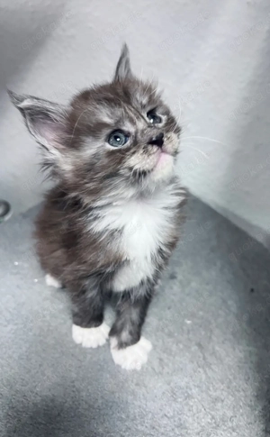 3 von 8 Maine Conn Kitten suchen bald ein liebevolles zuhause können reserviert werden