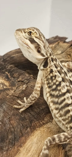 Bartagame pogona vitticeps leatherback starke het-Genetik weiblich