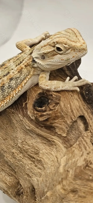 Bartagame pogona vitticeps hypo Genetik stripe weiblich