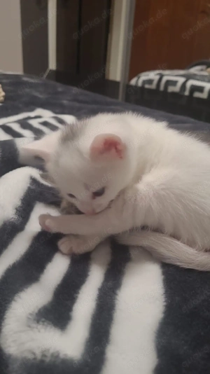 Kater sucht ein liebevolles Zuhause