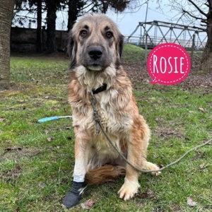 Rosie, wunderschöne Traumhündin
