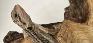 Bartagame pogona vitticeps translucent thunderbolt weiblich