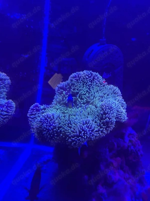 verschiedene Anemonen 