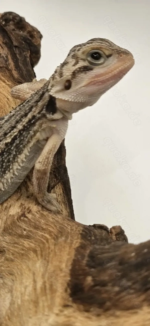 Bartagame pogona vitticeps translucent thunderbolt weiblich