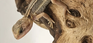 Bartagame pogona vitticeps translucent thunderbolt leatherback männlich