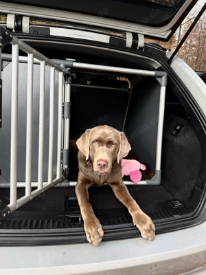 Labrador Rüde silber 