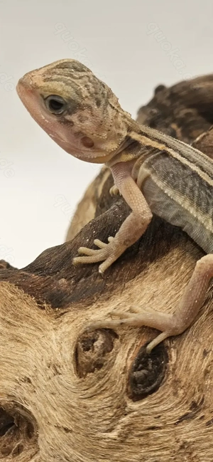 Bartagame pogona vitticeps translucent thunderbolt leatherback männlich