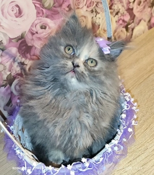 Mädchen-Perserkätzchen