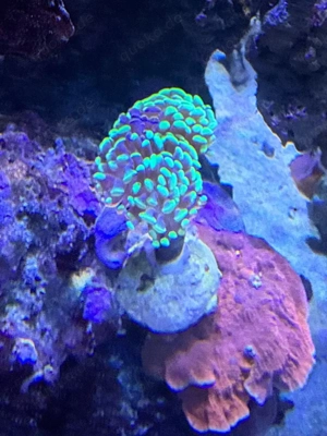 Meerwasser Bicolor Ephiliya 