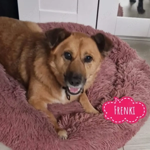 Frenki, freundlicher, lieber und braver Mischling