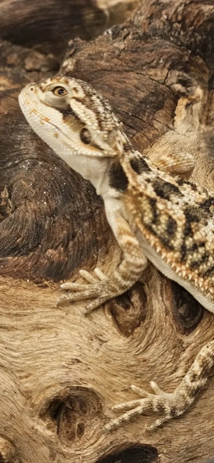 Bartagame pogona vitticeps weiblich - vielseitige het-Genetik