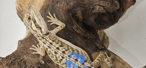 Bartagame pogona vitticeps Leatherback 