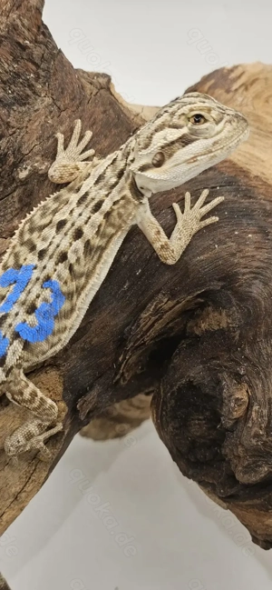 Bartagame pogona vitticeps Leatherback 