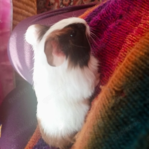 Meerschweinchen Weibchen,Babys 