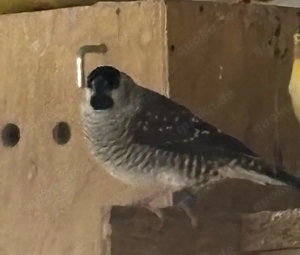 Zuchtverkleinerung Exoten und Kanarien