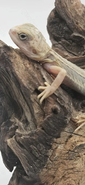 Bartagame pogona vitticeps hypo translucent thunderbolt leatherback männlich