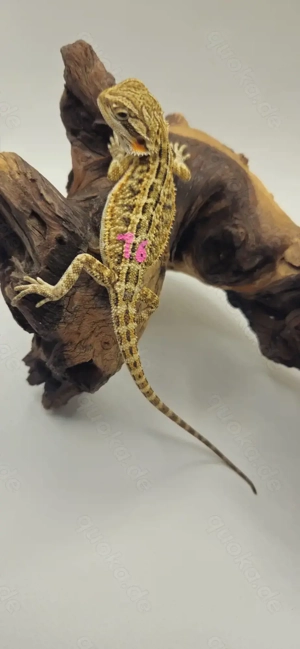 Bartagame pogona vitticeps Genetik stripe weiblich