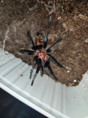 Davus Pentaloris 1.0 RH 11 25