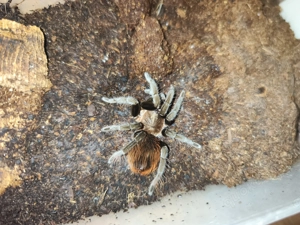 Tliltocatl Kahlenbergi 