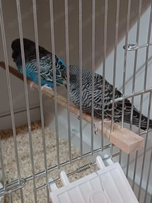 Wellensittich Blackface spalt Blackwing