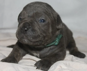 Old English Bulldog Welpe sucht passende Familie 