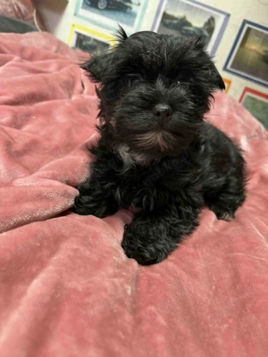 Yorkshire Terrier Welpen Weibchen Hündin Yorkie Jorki, SONDERFARBE SCHWARZ