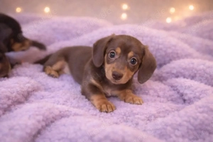 amerikanische Zwergdackel Welpen Dackel