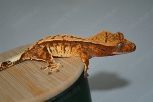 0.1 Kronengecko weibchen 