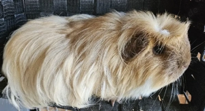 Süße Meerschweinchen Ladys