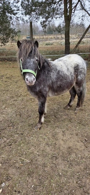 Hübscher Tigerschecke abzugeben