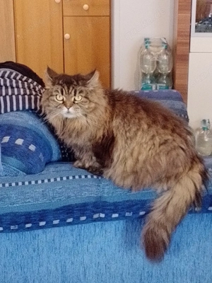 Katze aus gesundheitlichen Gründen abzugeben