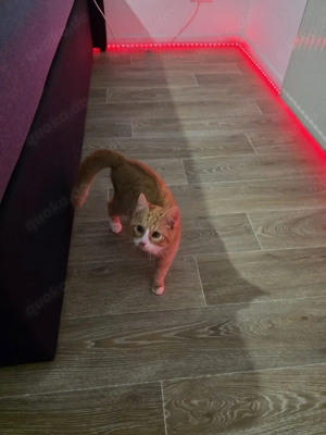 Kleiner Kater sucht ein zuhause radgoll mix